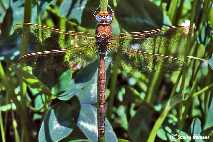 identificazione: Aeshna grandis